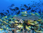 The abundance of fish in a healthy coral reef ecosystem 
					are part of what makes the Northwestern Hawaiian Islands so special. Photo: James Watt
