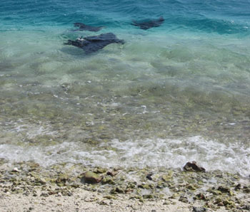 Three Eagle Rays can be seen at the �toilet bowl� off Southeast Island Hawaiian Islands National Wildlife Refuge, with their wings coming out of the water.  Photo: Paulo Maurin