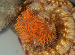 An anemone with orange tentacles attached to a hermit�s shell.