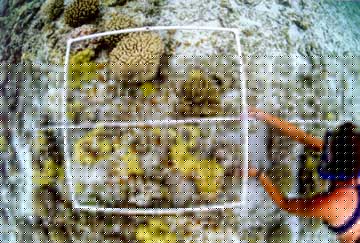 Coral research at Midway.  Photo by J.E. Maragos.