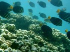 Fish above reef