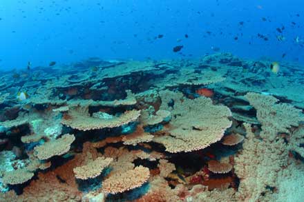 Acropora corals at French Frigate Shoals.  Photo by Jim Watt.