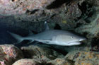 Whitetip Reef Shark.  Photo by Jim Watt.