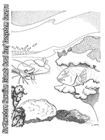 The Reef at Night.  Click for a large image to print.